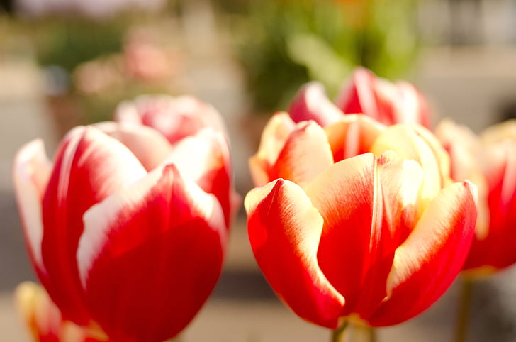 flowers, tulip