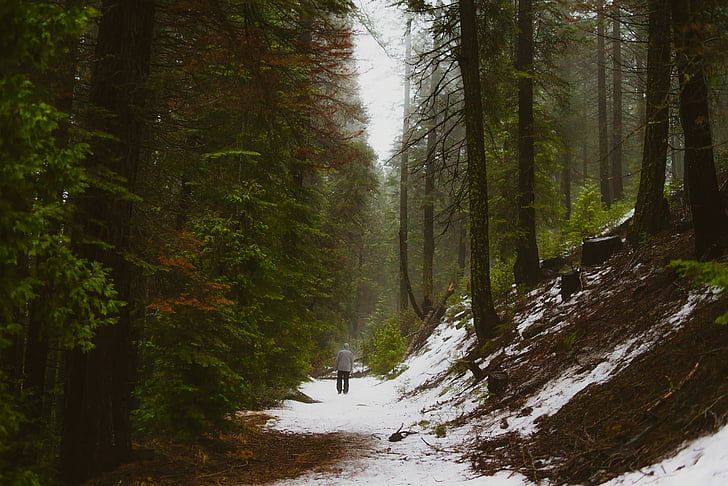 landscape, winter, forest, trees, woods, figure, hiking