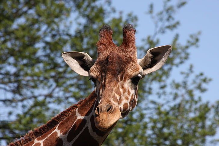 žirafa, glava žirafe, biljni i životinjski svijet, životinja, priroda, Afrika, Safari životinja