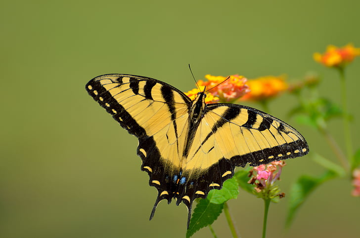koninginnenpage vlinder, insect, zomer, geel, nectar, zwart, bloem