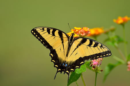 cua de Oreneta Papallona, insecte, l'estiu, groc, nèctar, negre, flor