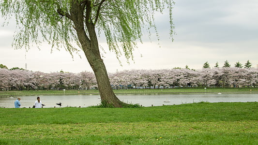 willow, lake, spring, green grass, the scenery, views, park
