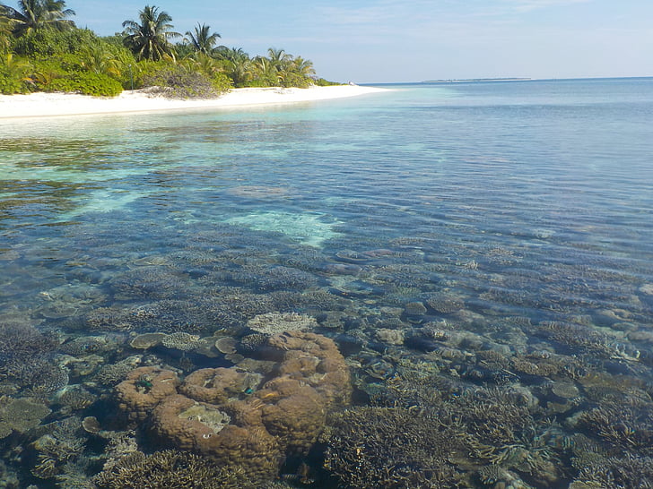 остров, вода, плаж, Малдиви, море, празник, Корал