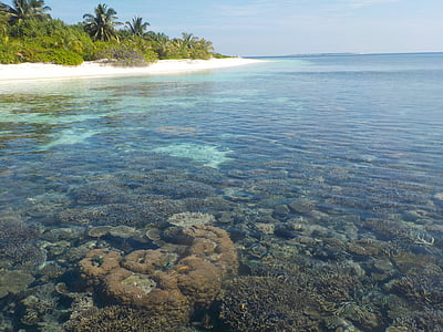 salas, ūdens, pludmale, Maldīvija, jūra, brīvdiena, koraļļu