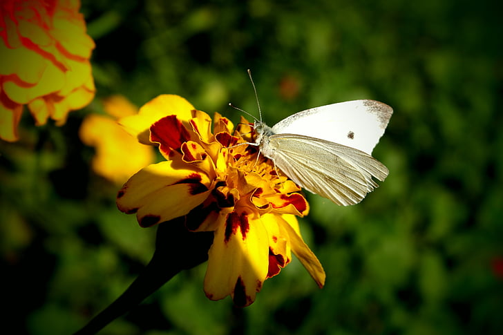 tauriņš, balta kāposti, spārni, puķe