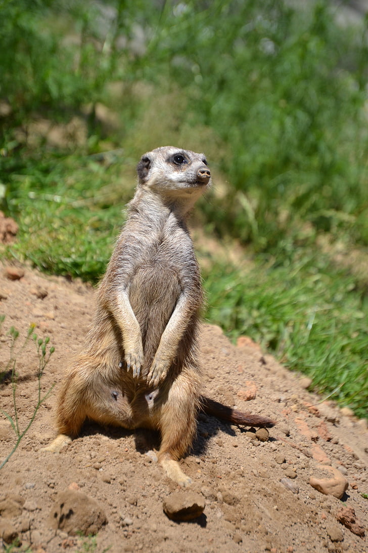 meerkat, sweet, wild, attention, keep watch, social, nature
