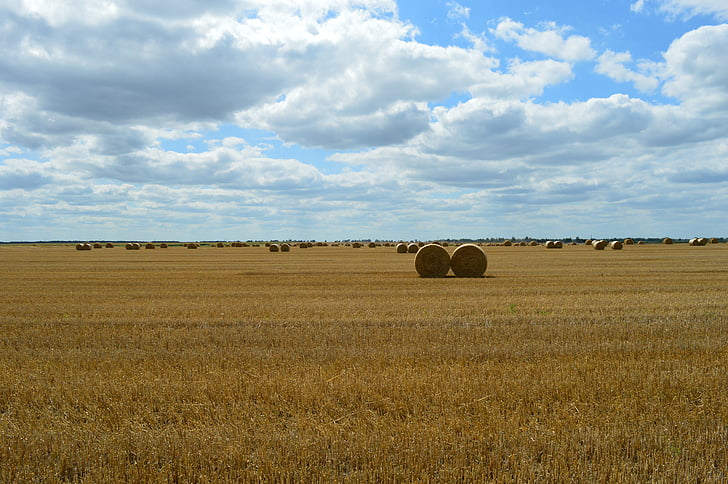 wheat, field, agriculture, harvesting, straw, bale, a pile
