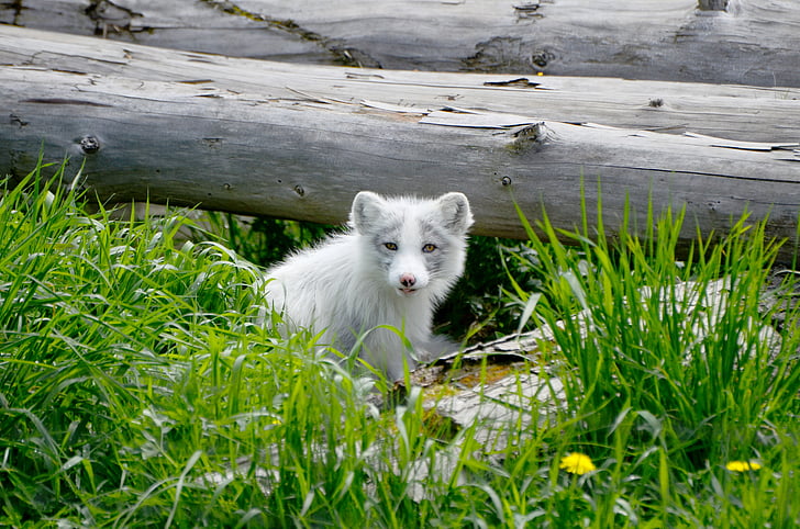 arctic, fox, animal, mammal, l wild, wilderness, summer