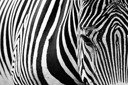 Foto, Nærbillede, sort, hvid, Zebra, dyr, pattedyr