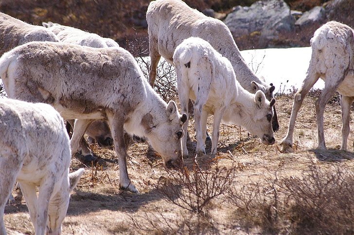 reindeer, pack animal, pack, mammal, norway, dom, foraging