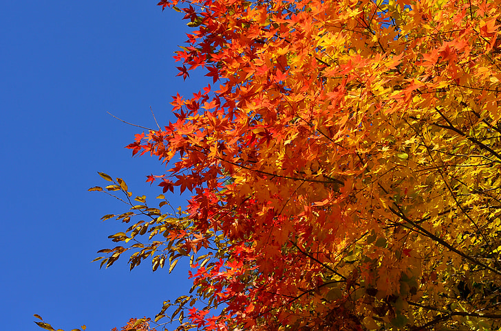 Outono, folhas de outonais, Maple