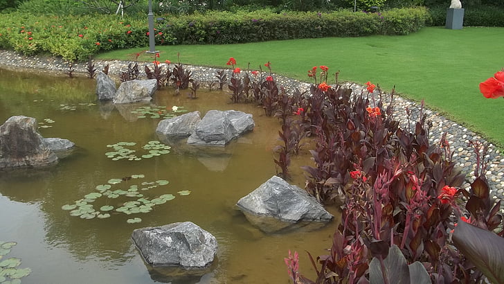 Shenzen, lirio de agua, peces de colores, rojo marrón, jardín