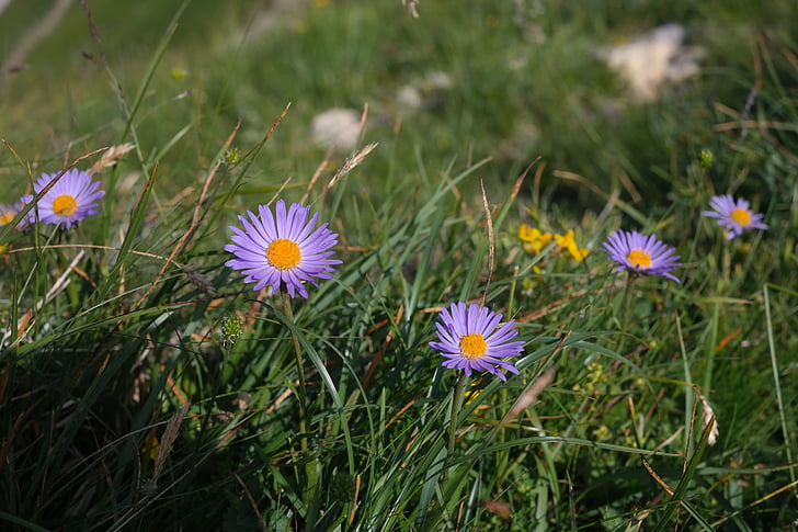 Alpen-astern, bunga, Blossom, mekar, ungu, ungu, Aster alpinus