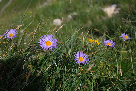 Alpid-hoova, lill, õis, Bloom, lilla, Violet, Aster alpinus