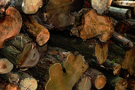 fusta, bosc, registre, arbre, natura, anells anual, marró