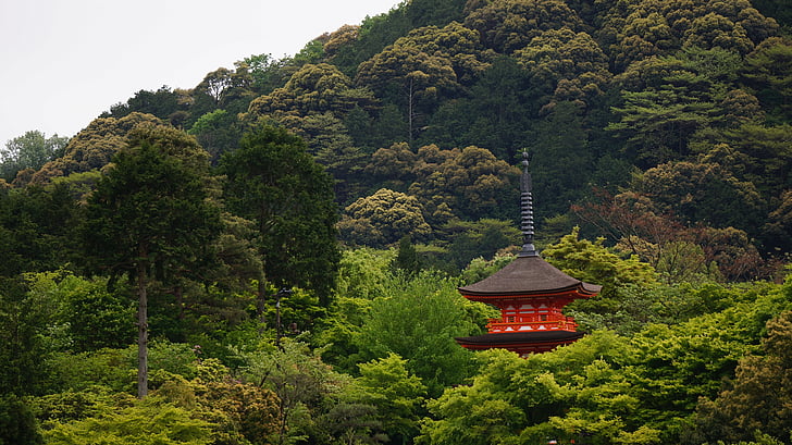 Kioto, dekoracje, Świątynia, Azja, dachu, drzewa, krajobraz