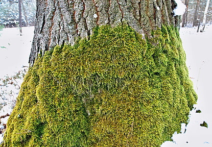 muschio, albero di quercia, ceppo, inverno, neve, bianco, Boemia meridionale