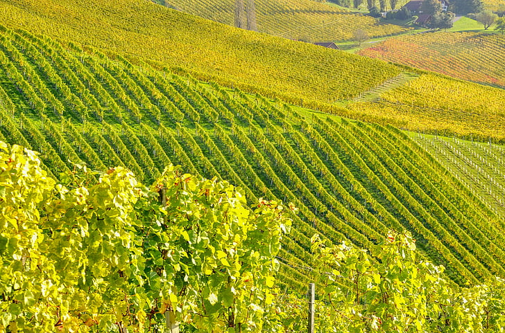 Južné Štajersko, víno, vinič