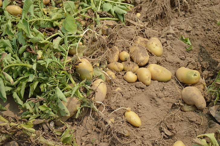 bulvių, derliaus, pasėlių, ūkio, sodas, organinių, sveikas