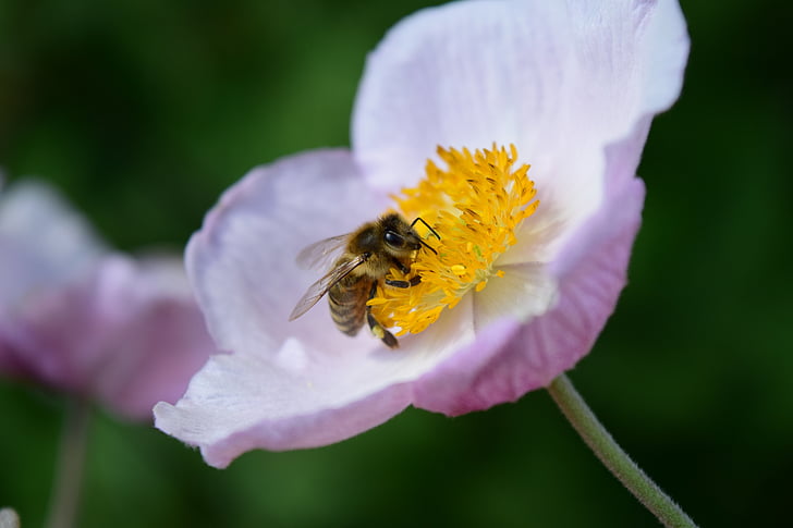 Anemone de, Buixol, abella, flor, flor, blanc, tancar