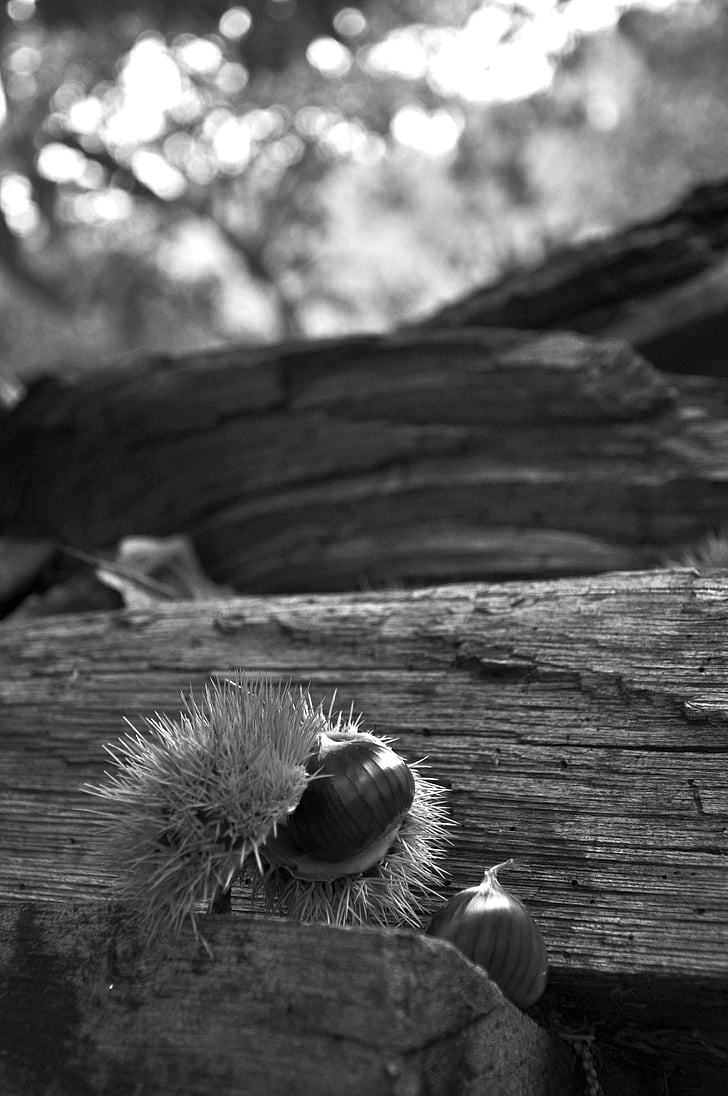 chestnut, kayu, hitam, putih, Chestnut landak, musim gugur, cahaya