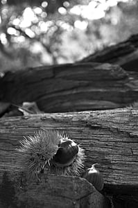 chestnut, wood, black, white, chestnuts hedgehog, autumn, light