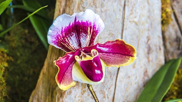 Orchidee, Ladie die Pantoffel, tropische, lebendige, lila Orchidee, Botanische, Blumengeschäft