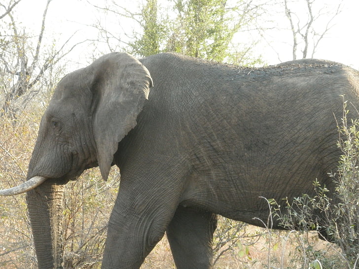 Südafrika, Afrikanischer Elefant, Buschland, Elefant, Tierwelt, Natur, Afrika