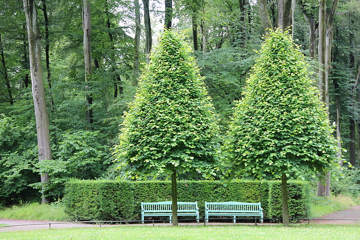 Castle park, Schlossgarten, Ngân hàng, màu xanh lá cây, cây, nón, lãng mạn