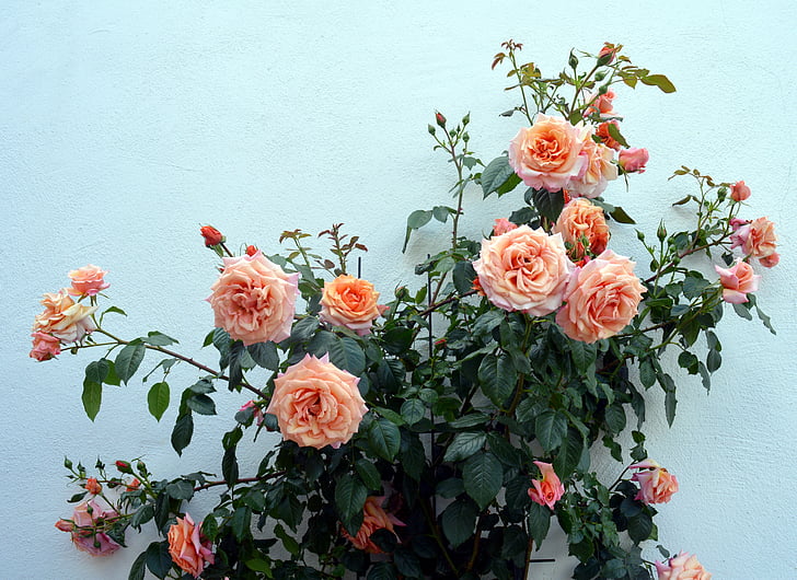 rose, climbing rose, garden, bloom, blossom, fragrance, flower