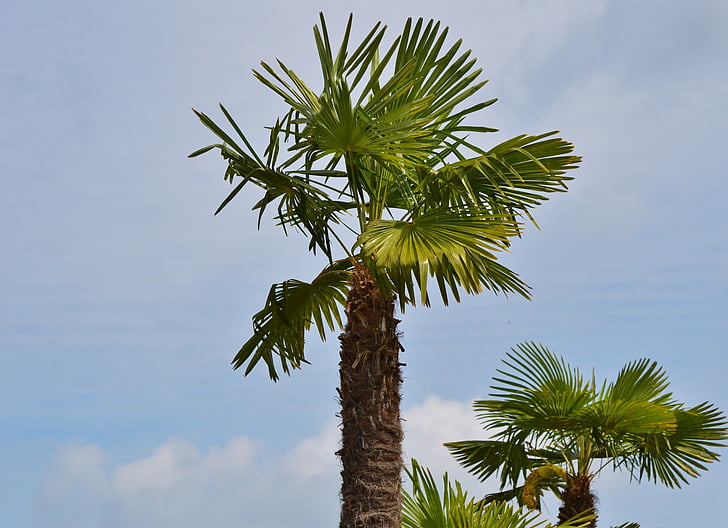 palmy, roślina, fan palm, niebo, Latem, wakacje, Słońce