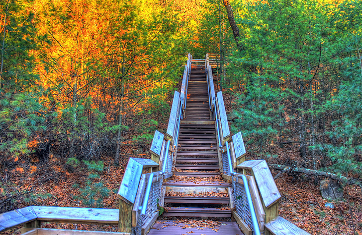 staircase, woods, trees, autumn, forest, wild, woody