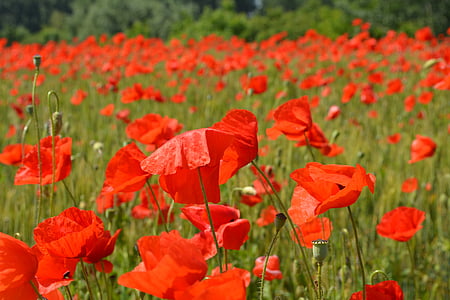 Poppies, merah, bunga, kamp, alam, Poppy, bidang