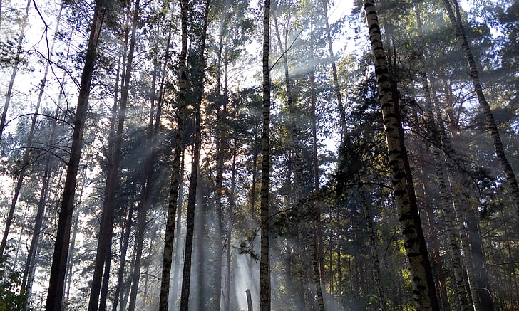 light, forest, the sun's rays, rays, day, morning