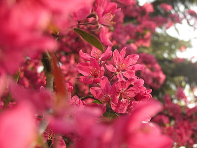 퍼지, 꽃, 봄, 자연, 색상, 핑크, 하얀