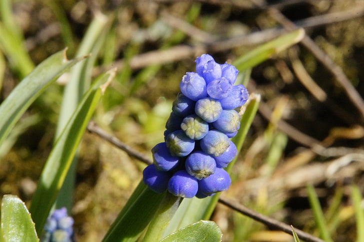 Jacinto, flor, começou cedo, Primavera, azul, planta de espargos, planta