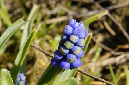 Jacinthe, fleur, bloomer précoce, printemps, bleu, usine d’asperges, plante