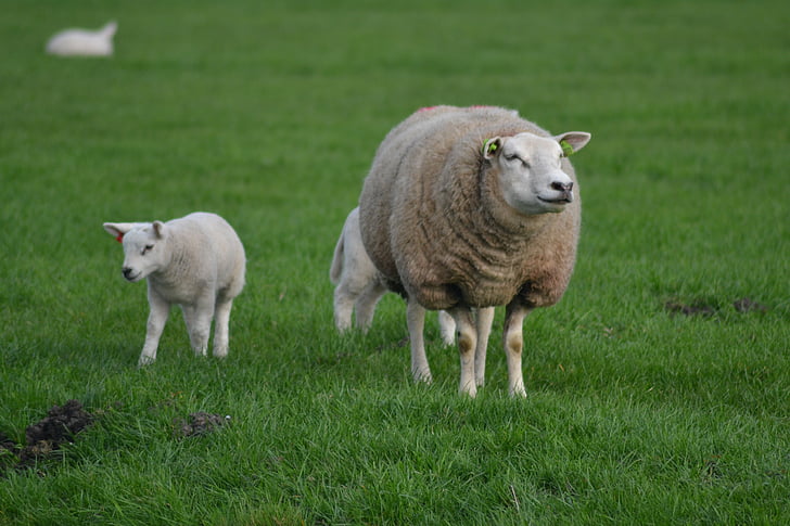 ovelhas, Cordeiro, animal, fazenda, Primavera, bonito, bebê