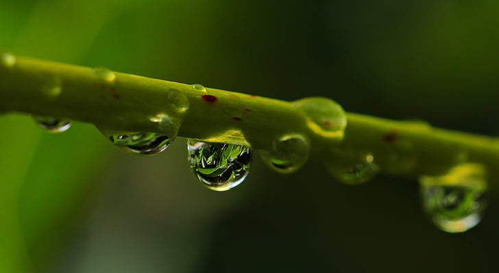 drop of water, drip, nature, raindrop, close, mood, beaded