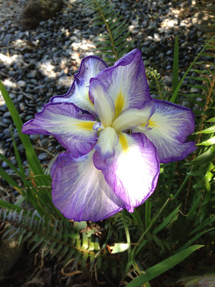 Iris, floración, Japonés, ornamental, jardinería, floración, violeta
