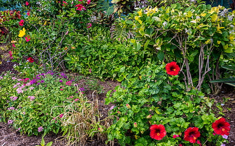 garden, hibiscus, flowers, green, nature, red, plant