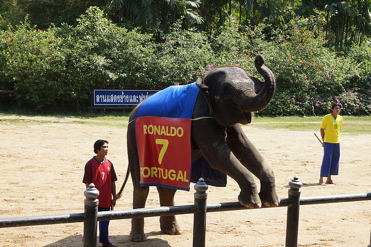 Thailanda, pachete, elefant