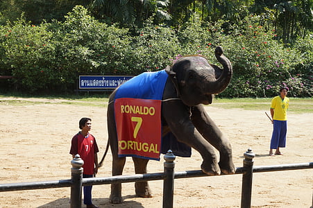 Tajland, paketi, slon