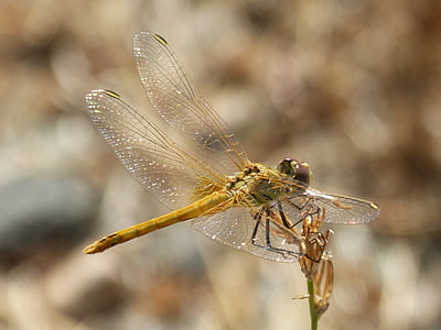 Dragonfly, iriserende, tak, annulata trithemis, Ik odonado, één dier, insect