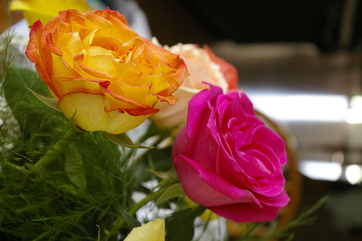 rosor, gul, Rosa, blommor
