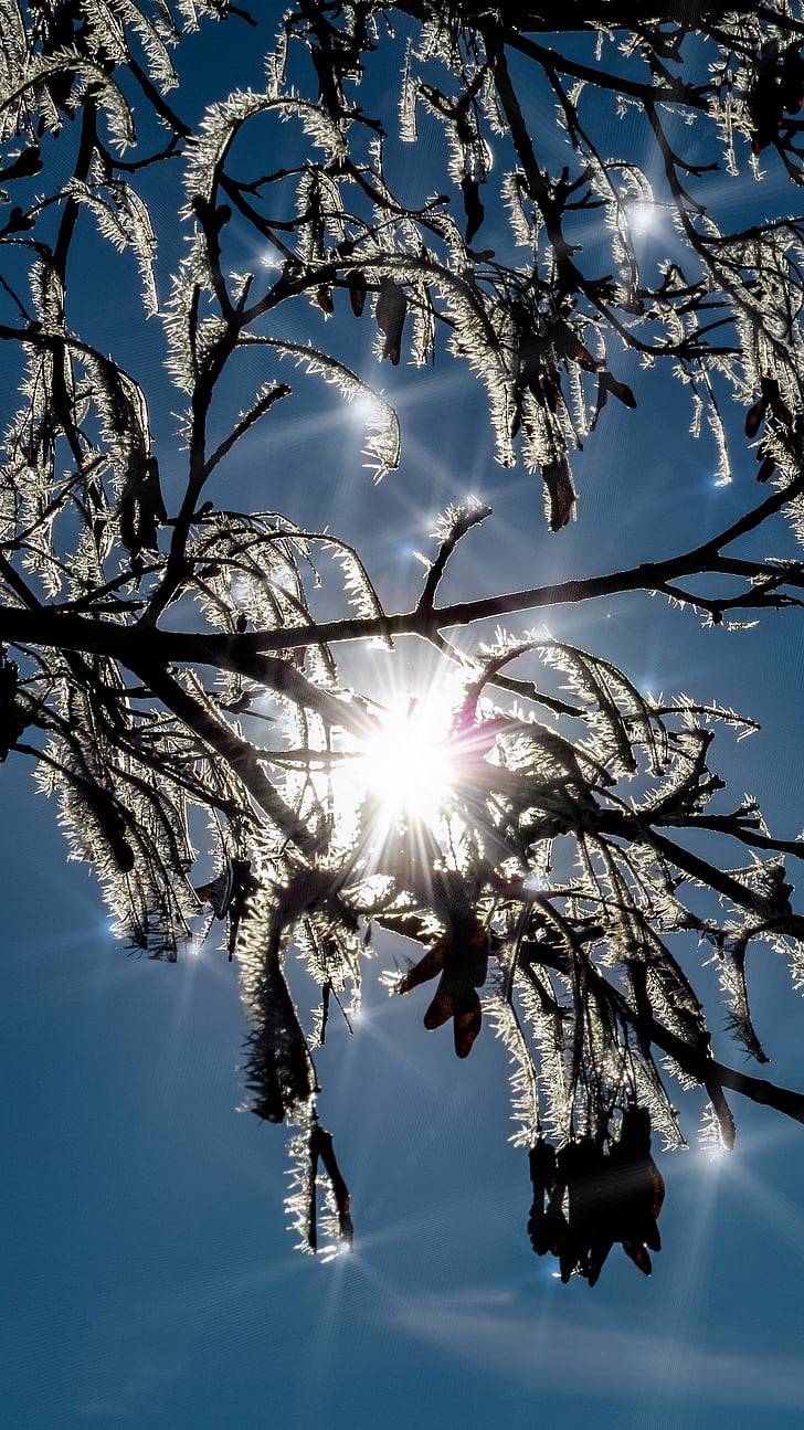winter, sun, sparkle, hoarfrost, frost, back light, snow