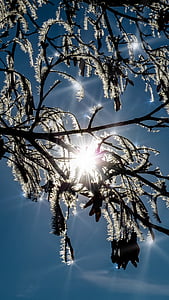winter, sun, sparkle, hoarfrost, frost, back light, snow