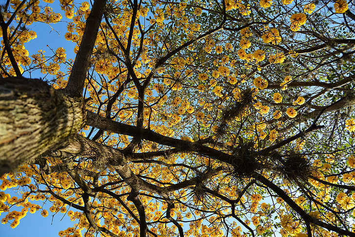 árvore, cortes, Tegucigalpa, Honduras
