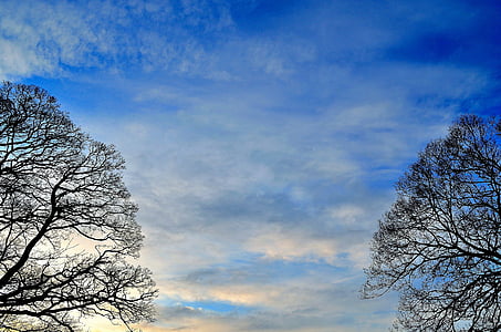 Hintergrund, Himmel, Bäume, Landschaft, Postkarte, Wolken, Blau