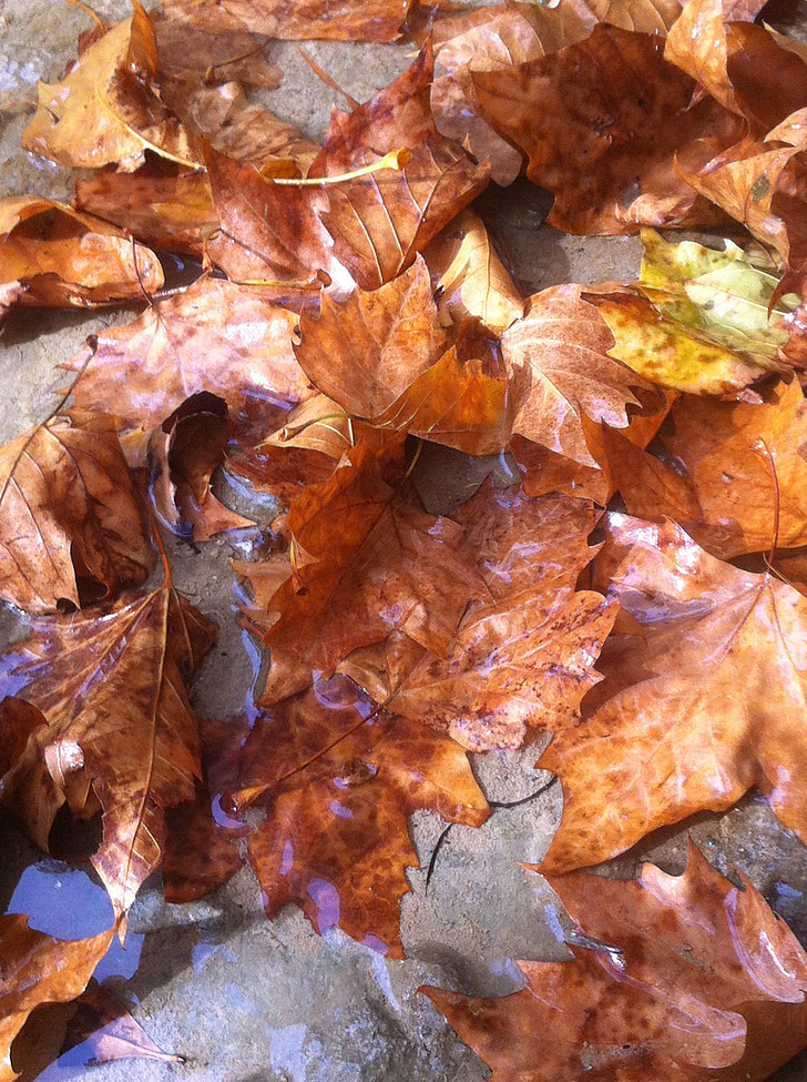jesen, list, vode, priroda, Zima, jesenje šume, smeđa